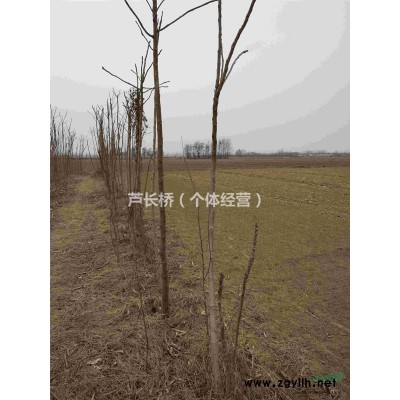 大量出售杨树、国槐