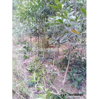 浙江绍兴供应优质罗汉松 罗汉松报价