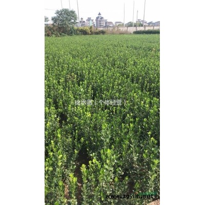 大量供应大叶黄杨小毛球，高度50-70CM