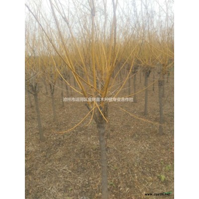 河北地区海棠珠穆朗玛/西府海棠/丝棉木/千头椿/牡丹