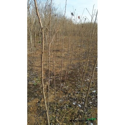 即将上市批发的日本速生樱花小苗批发价格便宜