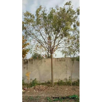 塔快，木槿，红瑞木等