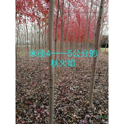 美国秋火焰红枫