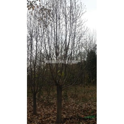 河南南阳供应2-30公分白玉兰