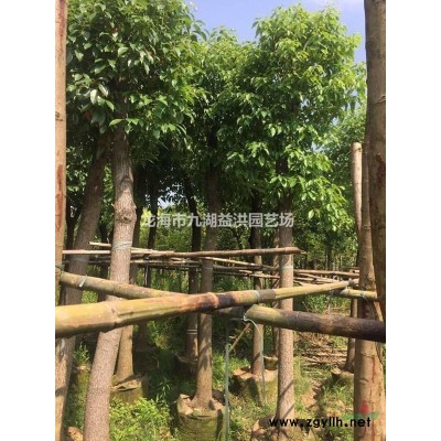 基地直销供应四季常青室内盆栽植物绿宝