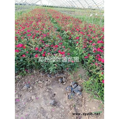 供应丛生大叶女贞