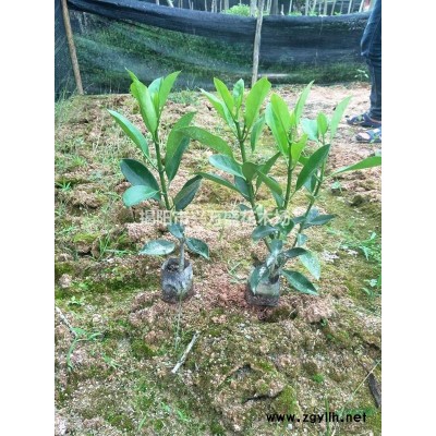 大量出售非洲茉莉扦插苗