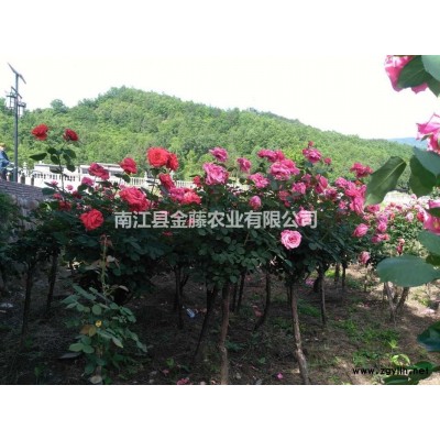 专业月季古桩培育批发 古桩月季零售