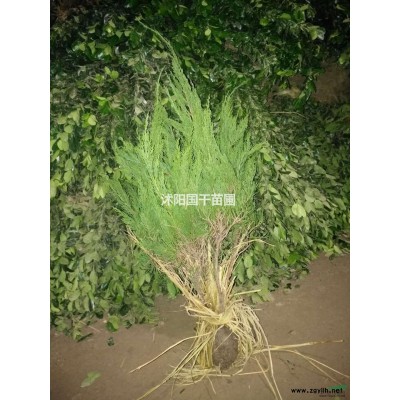 栾树，快柏，高杆女贞