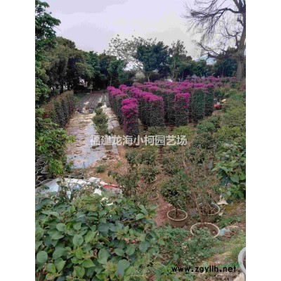 福建漳州三角梅