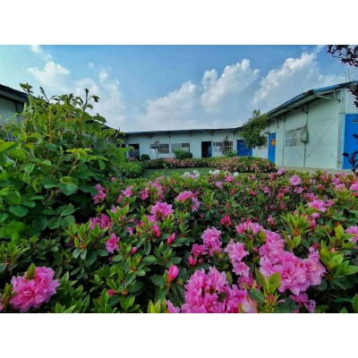 鼎虹四季杜鹃、美国安酷杜鹃