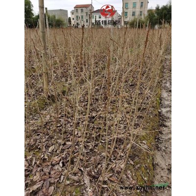 供应3~5公分鸡爪槭