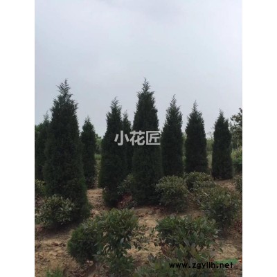 大量供应蜀桧龙柏