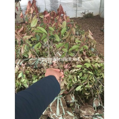 江苏柳树大量柳树供应柳树图片