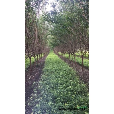 江苏徐州新沂6-8公分原生红梅