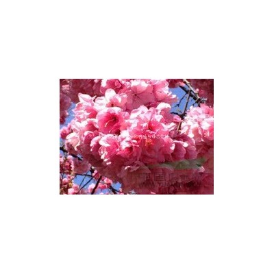 樱花红叶李苗木出售