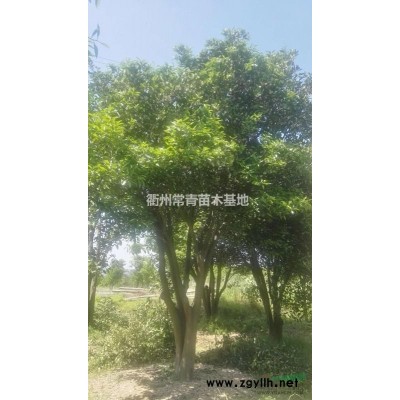 供应大骨架胡柚树（高度蓬径4米以上，地径20公分）