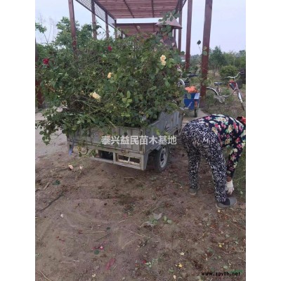 欧石竹/草花/地被