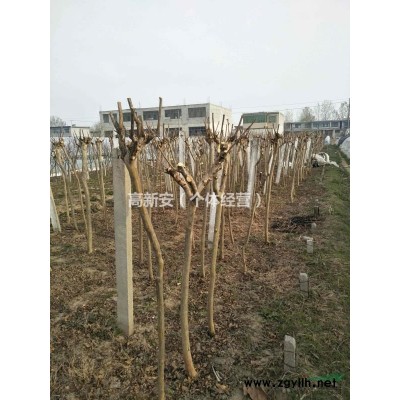 紫薇，速生法桐，高杆女贞，红枫