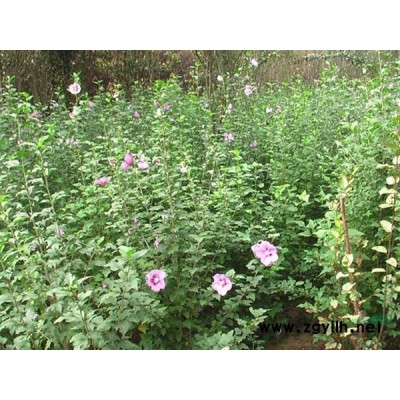 从生金银木 独杆金银木 大颗金银木 大钵金银木