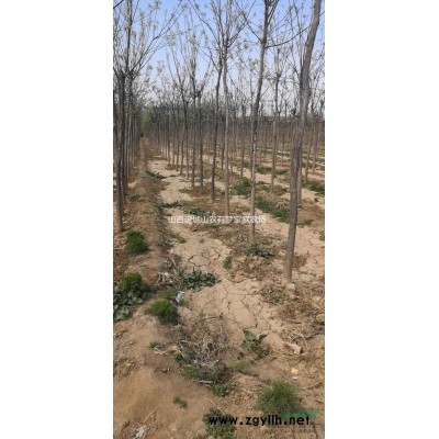 12公分国槐量大！