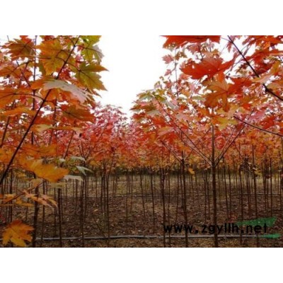 4-7公分皂荚皂角树价格