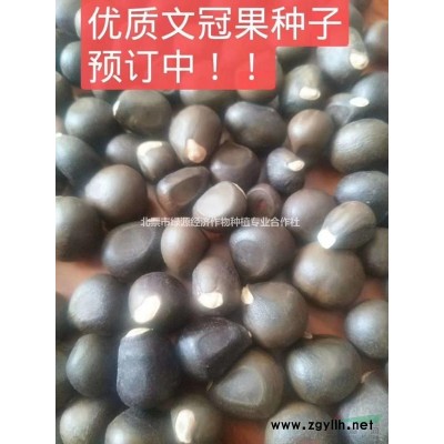 文冠果12公分树苗现货供应地径12公分树苗价格文冠果苗木基地