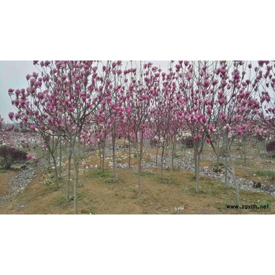 紫玉兰地径7～8公分