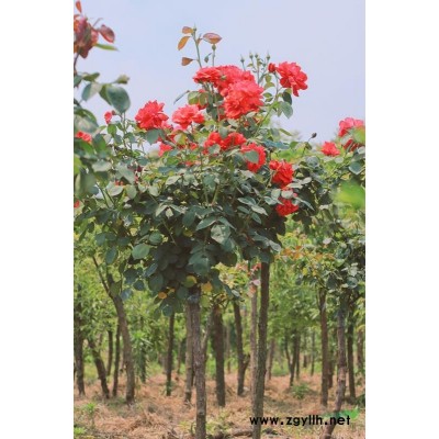 高杆月季3-5cm