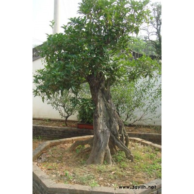 深山含笑行情报价\深山含笑图片展示