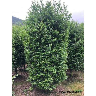 茶梅柱高200-250冠120-150