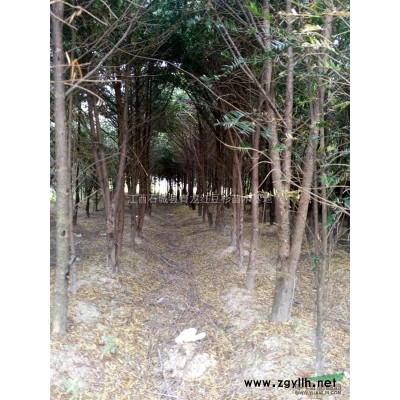 我们是专业做红豆杉的，南方红豆杉江西专业户