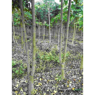 供应绿化树:绿宝树、幌伞枫、发财树、榄仁、黄花枫铃、铁冬青等