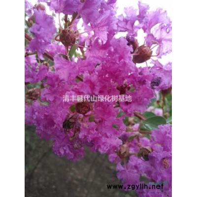 河南地区西府海棠5-7公分