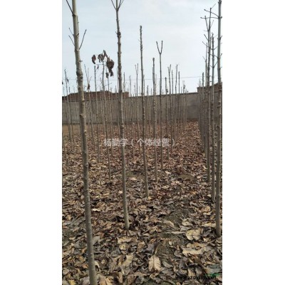 供应5公分七叶树 大批货量 陕西货源