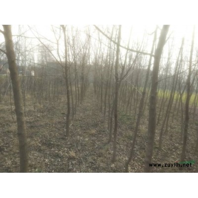 黄栌 五角枫 梨苗