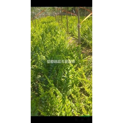 河北保定供应胶东卫矛