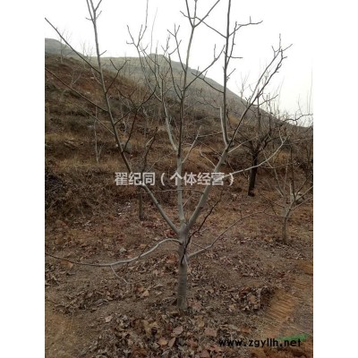 供应河北保定桃树苗 杏树苗 苹果树苗