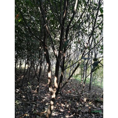 出售落羽杉