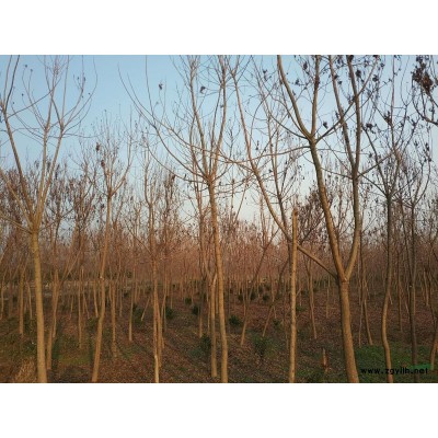 3公分鸡爪槭和海棠，量大