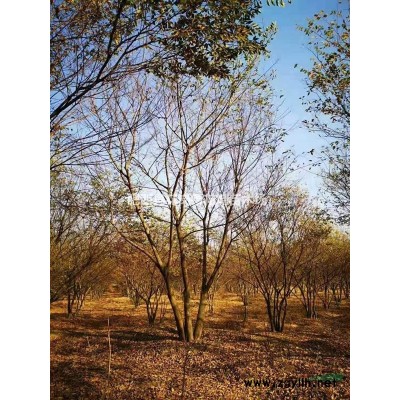 丛生紫薇价格(速生红花紫薇)