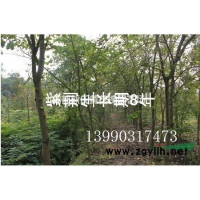 四川小叶含笑球，已栽10年，80-200元