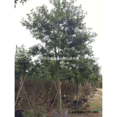 80-180冠幅黄金榕球