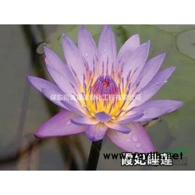 *发货，荷花、睡莲、芦苇等水生植物