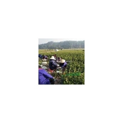 6年以上竹柏大苗，可供应4万株