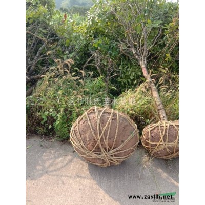 大量供应各规格桂花等