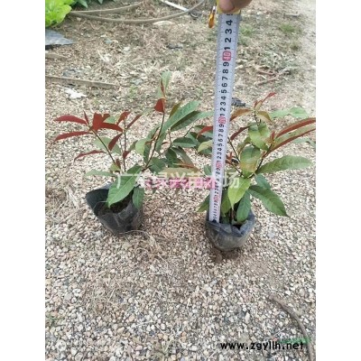 吊钟花大红花七斤袋