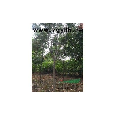 江苏供应红叶石楠   冠幅规格80-120公分