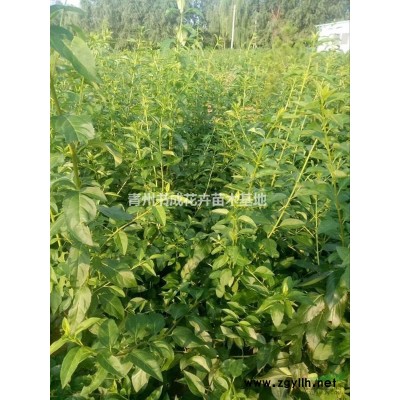 供应连翘苗木，连翘苗，批发连翘苗