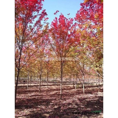 樱花晚樱4-15公分